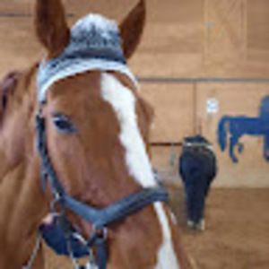 Meet your Posher, Alison